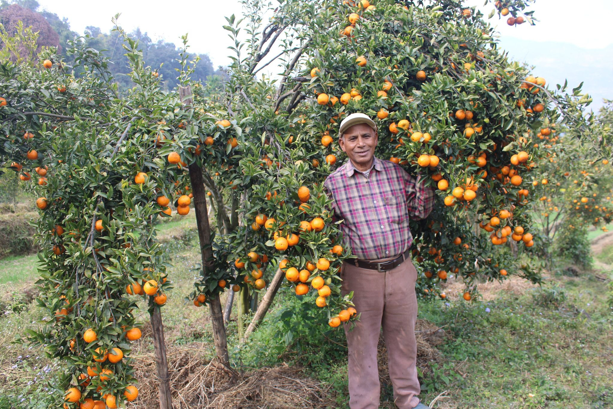 शिक्षणबाट अवकाशपछि सुन्तलाखेती : बर्सेनि पाँच लाख कमाइ